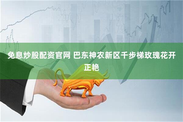 免息炒股配资官网 巴东神农新区千步梯玫瑰花开正艳